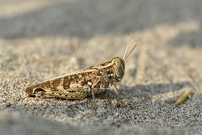 BUITEN BEELD Foto: 322562