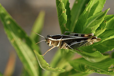 BUITEN BEELD Foto: 322565