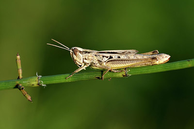 BUITEN BEELD Foto: 322572