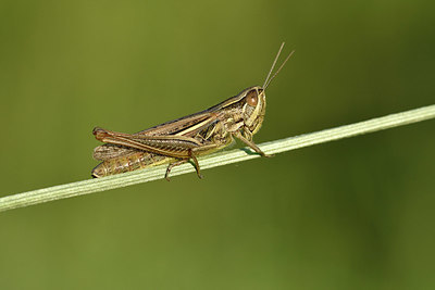 BUITEN BEELD Foto: 322573