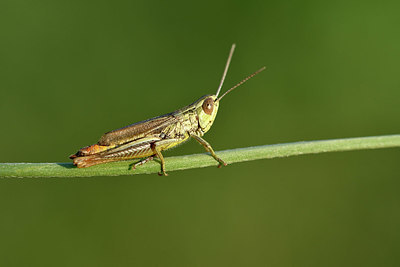 BUITEN BEELD Foto: 322575