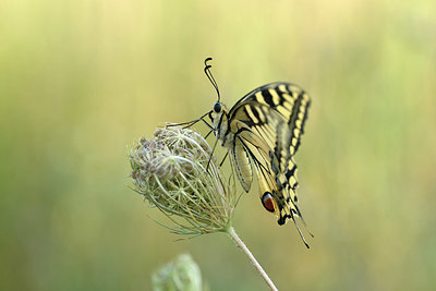 BUITEN BEELD Foto: 322576