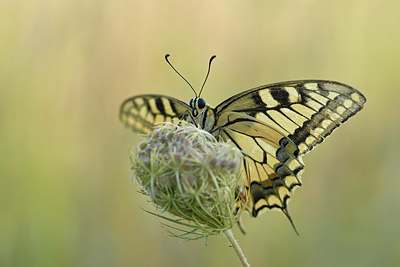 BUITEN BEELD Foto: 322578