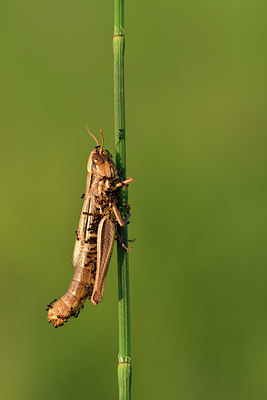 BUITEN BEELD Foto: 322583