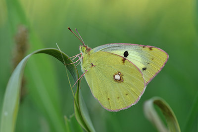 BUITEN BEELD Foto: 322584