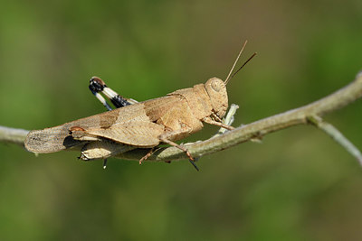 BUITEN BEELD Foto: 322587