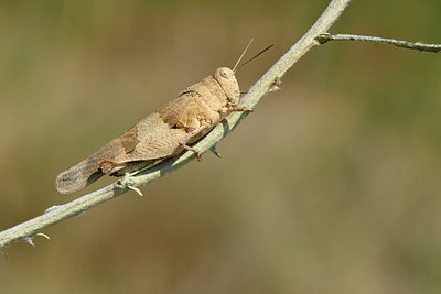 BUITEN BEELD Foto: 322588