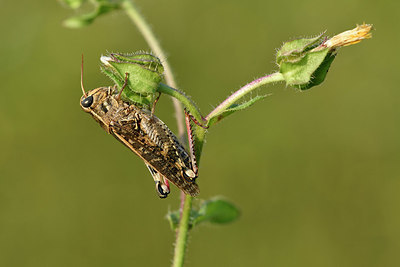 BUITEN BEELD Foto: 322596