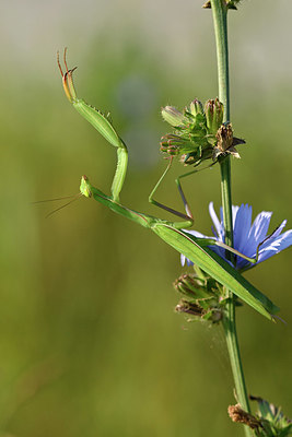 BUITEN BEELD Foto: 322598