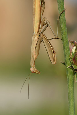 BUITEN BEELD Foto: 322602