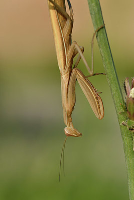 BUITEN BEELD Foto: 322603