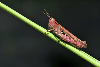 BUITEN BEELD Foto: 322611
