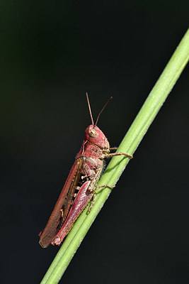 BUITEN BEELD Foto: 322612