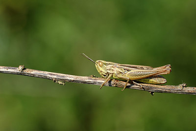 BUITEN BEELD Foto: 322613