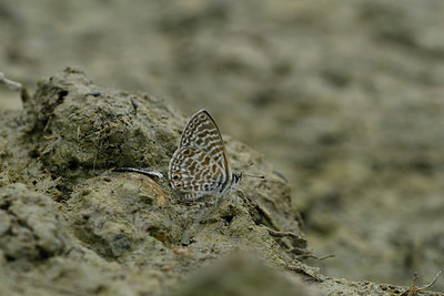 BUITEN BEELD Foto: 322614