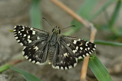 BUITEN BEELD Foto: 322615
