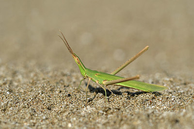 BUITEN BEELD Foto: 322616