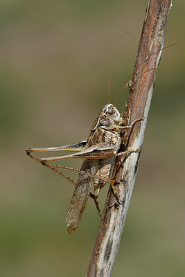 BUITEN BEELD Foto: 322620