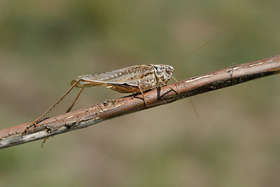 BUITEN BEELD Foto: 322621