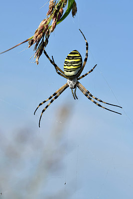 BUITEN BEELD Foto: 322625