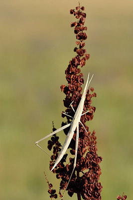 BUITEN BEELD Foto: 322629