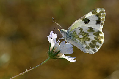 BUITEN BEELD Foto: 322633