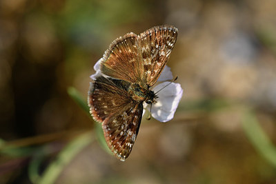 BUITEN BEELD Foto: 322638