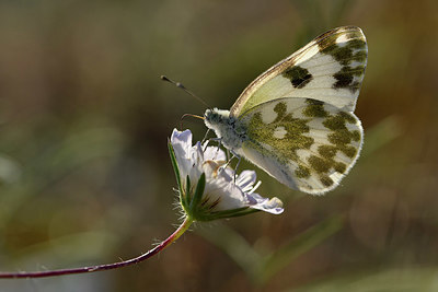 BUITEN BEELD Foto: 322639