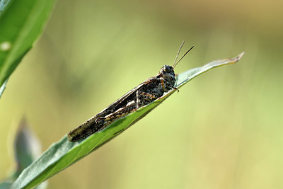 BUITEN BEELD Foto: 322648