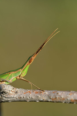 BUITEN BEELD Foto: 322652