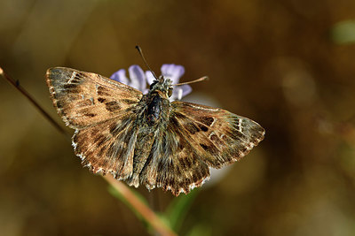 BUITEN BEELD Foto: 322656