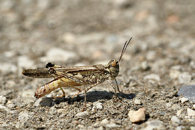 BUITEN BEELD Foto: 322657