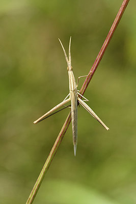 BUITEN BEELD Foto: 322658
