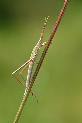 BUITEN BEELD Foto: 322659