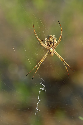 BUITEN BEELD Foto: 322664