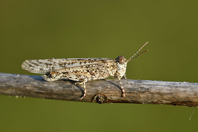 BUITEN BEELD Foto: 322666