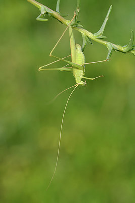 BUITEN BEELD Foto: 322681