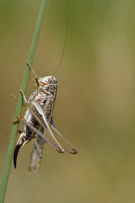 BUITEN BEELD Foto: 322688