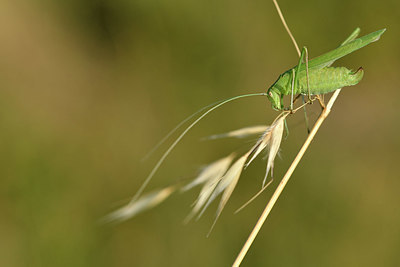 BUITEN BEELD Foto: 322693