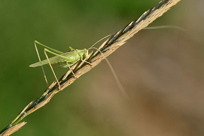 BUITEN BEELD Foto: 322695