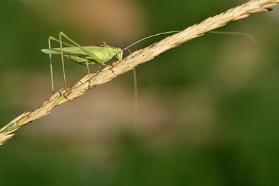 BUITEN BEELD Foto: 322696