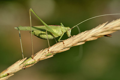 BUITEN BEELD Foto: 322697