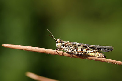 BUITEN BEELD Foto: 322698