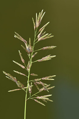 BUITEN BEELD Foto: 322726