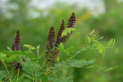 BUITEN BEELD Foto: 322744