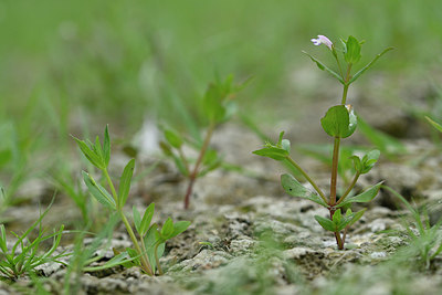 BUITEN BEELD Foto: 322750