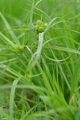 BUITEN BEELD Foto: 322751