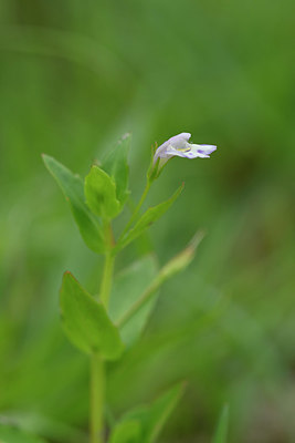 BUITEN BEELD Foto: 322759