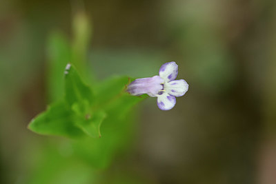 BUITEN BEELD Foto: 322760