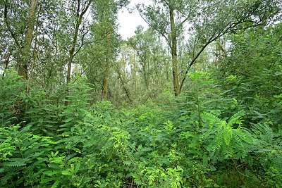 BUITEN BEELD Foto: 322769